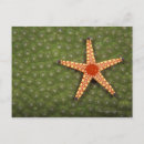Search for algae postcards Sealife