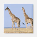 Search for namibia magnets Wildlife
