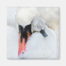 Search for mute magnets Cute baby animal