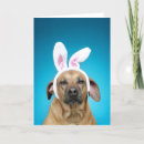 Search for bizarre cards invites Domestic animals