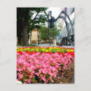 Search for spider postcards Flowers