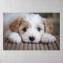 Search for baby animal posters Puppy