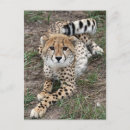 Search for predator postcards Spots