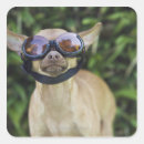 Search for goggles stickers Humour