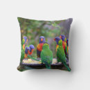 Search for rainbow lorikeet Lorikeets