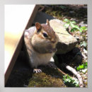 Search for chipmunk posters Wild animals