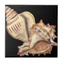 Search for conch shell tiles Ocean