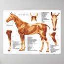 Search for muscles Anatomy