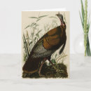 Search for wild birds cards Colour