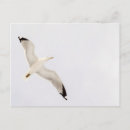 Search for gull wing postcards Seagull