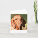 Search for vizsla cards Cute