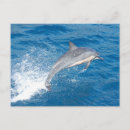 Search for jumping dolphin postcards Fish