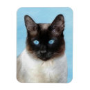 Search for siamese magnets Cute