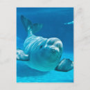 Search for beluga postcards Cute