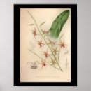 Search for colour lithographs posters Orchids