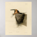 Search for barn swallow posters Hirundo rustica