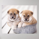 Search for shiba inu posters Animal