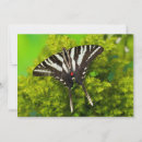 Search for butterfly thank you cards White