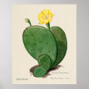 Search for vintage cactus art Plants