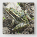 Search for swamp and art Nature photography