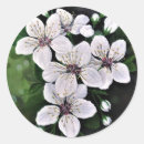 Search for white flower stickers Cherry blossom