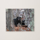 Search for black bear puzzles Conservation