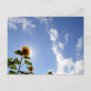 Search for sunshine yellow postcards Photography
