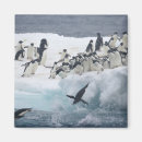 Search for adelie magnets Antarctica
