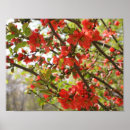 Search for quince posters Floral