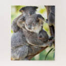 Search for koala puzzles Baby