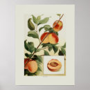 Search for vintage peach illustration posters Flower