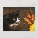 Search for black cat thanksgiving cards Feline