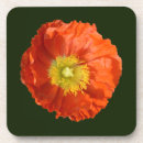 Search for poppy coasters Bright