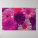 Search for gerberas posters Daisies