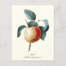 Search for vintage botanical postcards Stylish