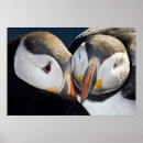Search for atlantic puffin posters Black