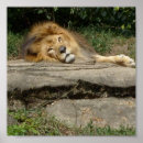 Search for lion design posters Animal