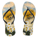 Search for daisies shoes Orange
