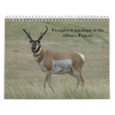 Search for antelopes Wildlife