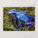 Search for poison postcards Amphibian