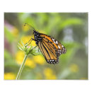 Search for monarch art Wildlife