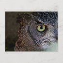 Search for wise photography Owl