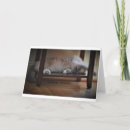 Search for sleeping photography Cat nap