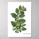 Search for scientific illustration posters Dark academia