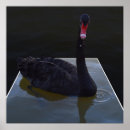 Search for swimming swan posters Bird