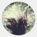 Search for thistle stickers Floral