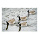 Search for gander posters Geese