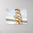 Search for sea oat art Nature
