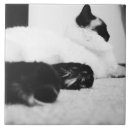 Search for black and white cat tiles Pets