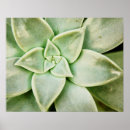 Search for photography posters Flowers